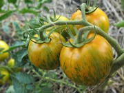 помидоры серии Сибирский сад  Сибирский малахит